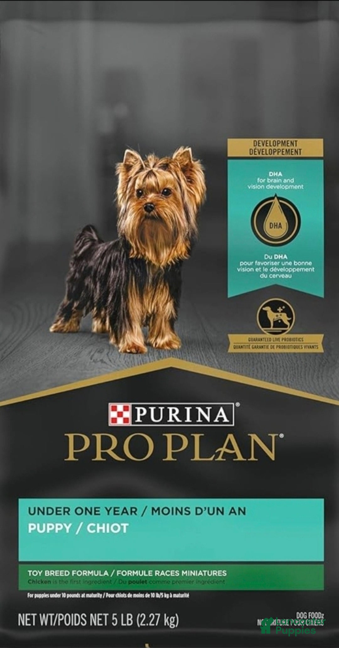 Shih Tzu dogs for sale: Buttons - Ad 9