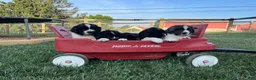 Newfoundland dogs for sale: Madison ❤️AKC Genetic Tested❤️Text  or call to schedule a visit - Ad 3