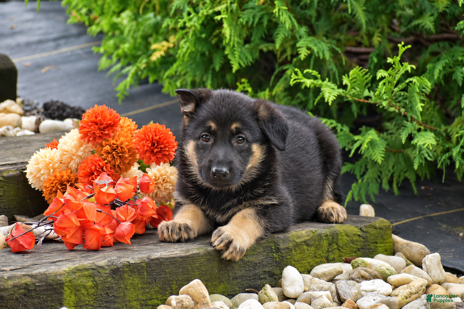 German Shepherd dogs Baylee - Ad 2