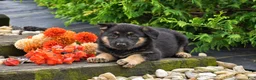 German Shepherd dogs for sale: Baylee - Ad 2