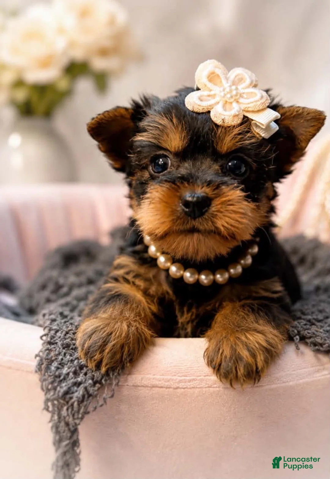 Yorkshire Terrier dogs for sale: Kiki 1.6lbs - Ad 1
