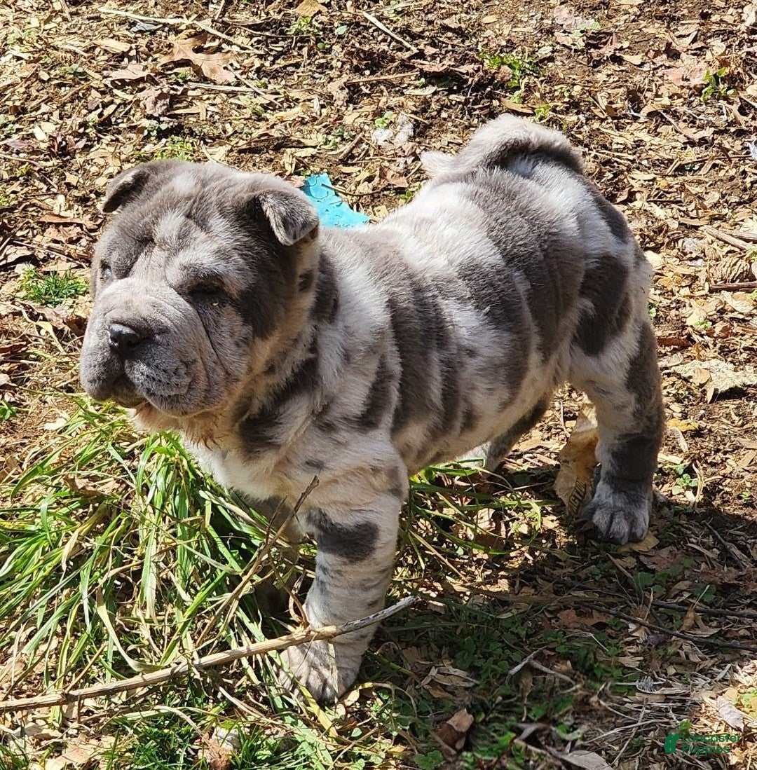Shar Pei dogs Dazzle blue merle mini  - Ad 2