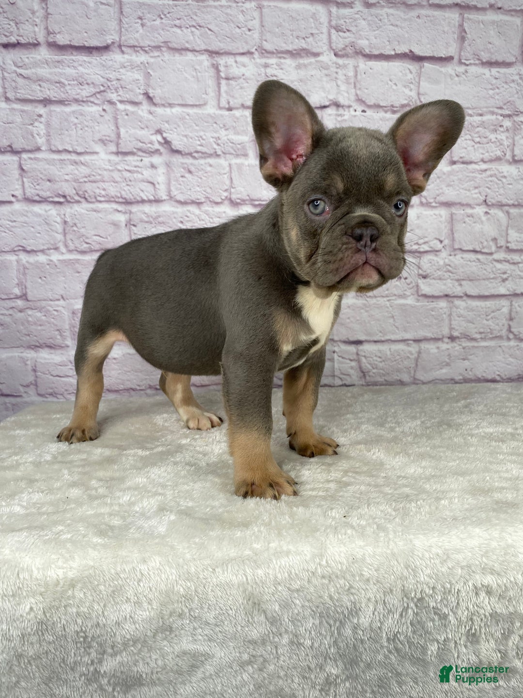 French Bulldog dogs for sale: Charlie  - Ad 6