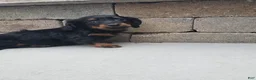 Miniature Dachshund dogs for sale: Miniature Dachshund Puppy 1 - Ad 3