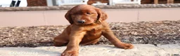 Irish Setter dogs for sale: Moe - Ad 2