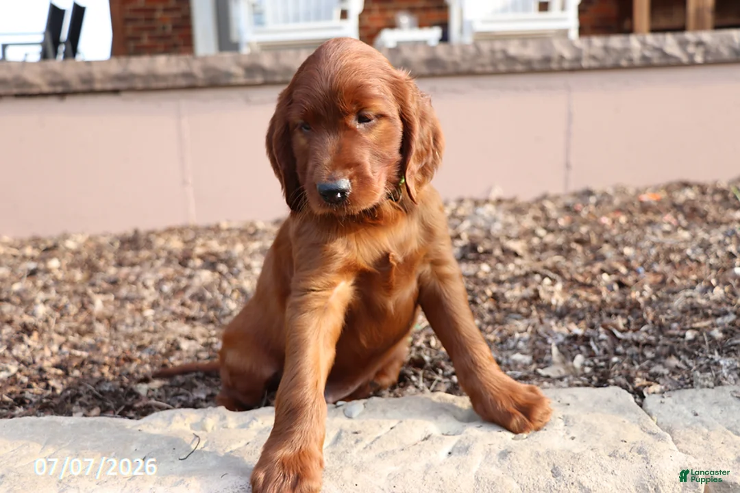 Irish Setter dogs for sale: Moe - Ad 2