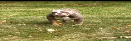American Bully dogs for sale: American Bully 1 - Ad 5