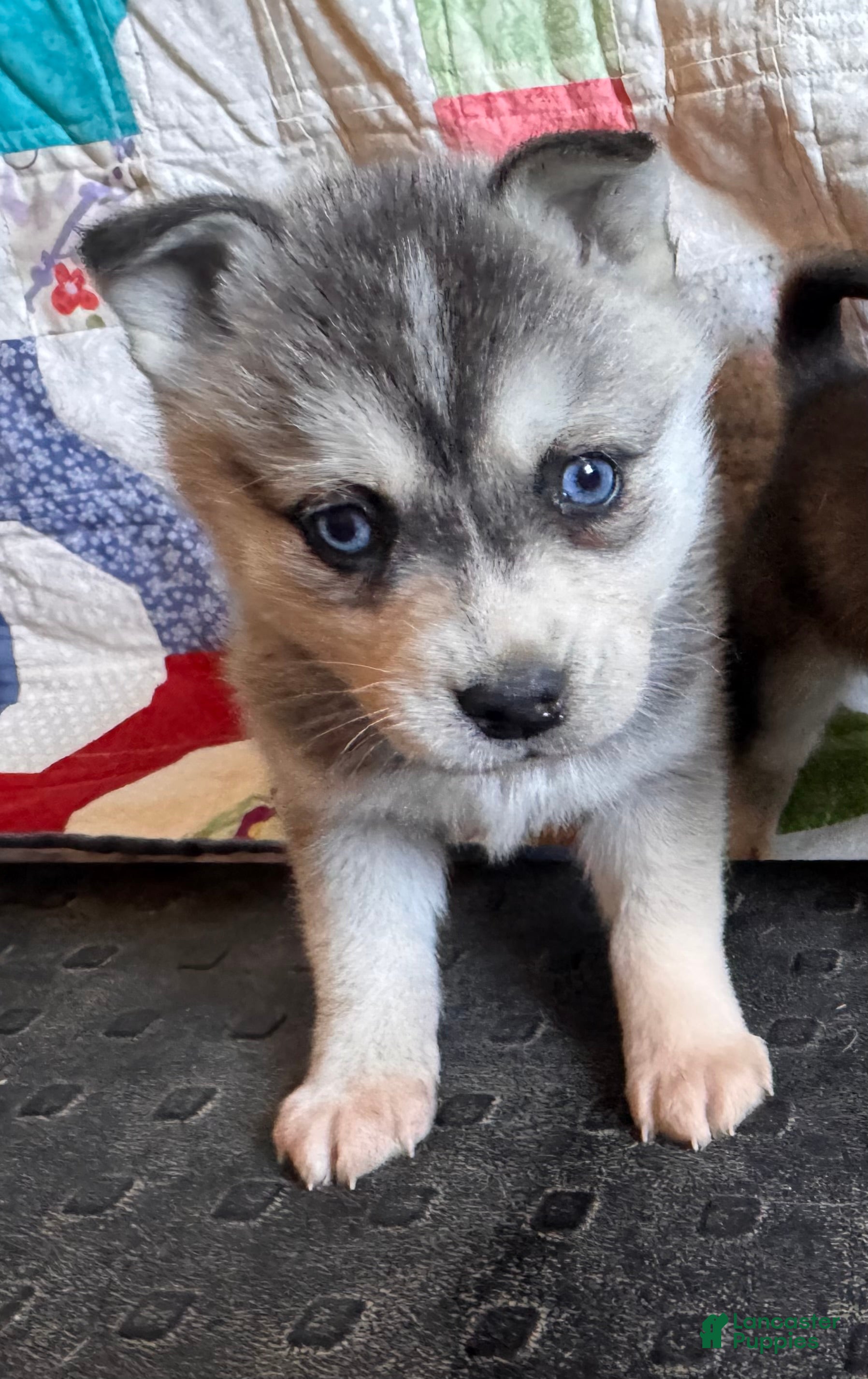Alaskan Klee Kai dogs Lily - Ad 14