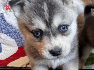 Alaskan Klee Kai dogs Lily - Ad 14