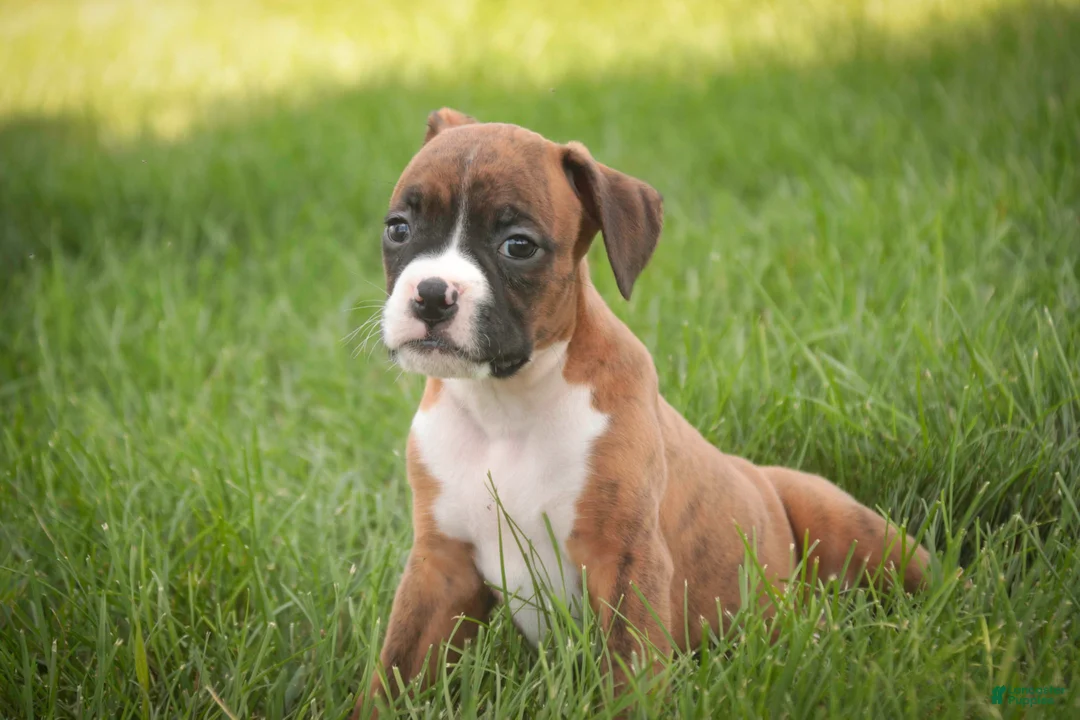 Boxer dogs for sale: Frank - Ad 1