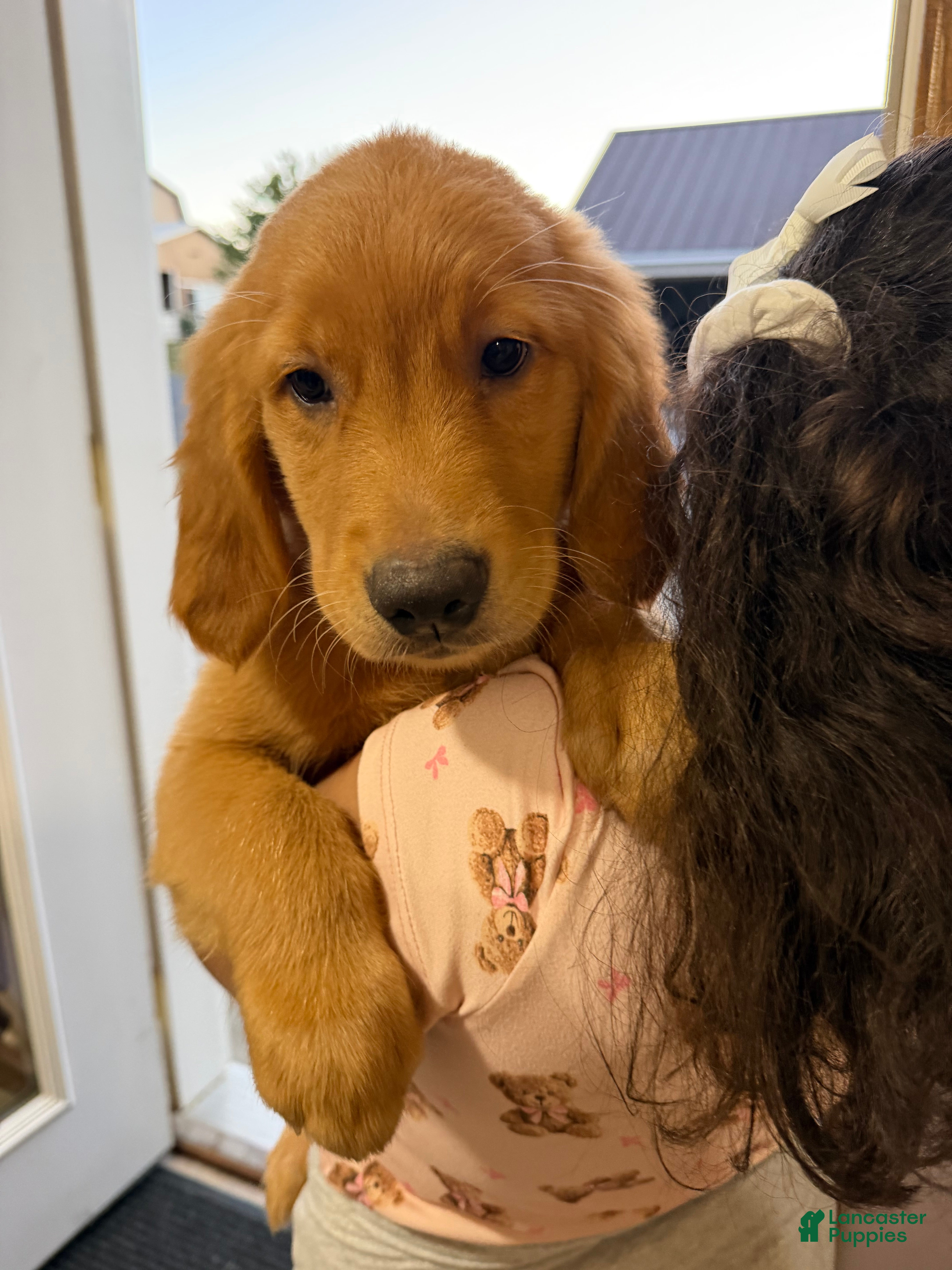 Golden Retriever dogs Golden Retriever 1 - Ad 1