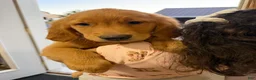 Golden Retriever dogs for sale: Golden Retriever 1 - Ad 1