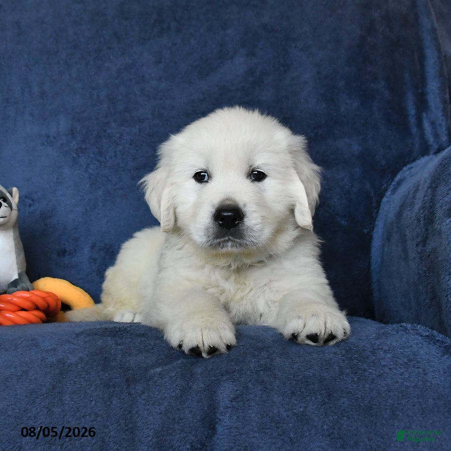 Golden Retriever dogs Blizzard - Ad 2