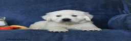Golden Retriever dogs for sale: Blizzard - Ad 2