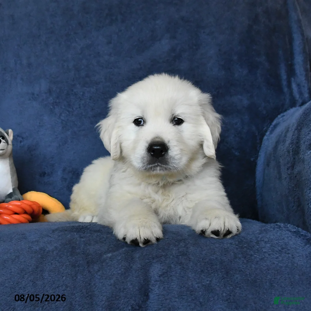 Golden Retriever dogs for sale: Blizzard - Ad 2