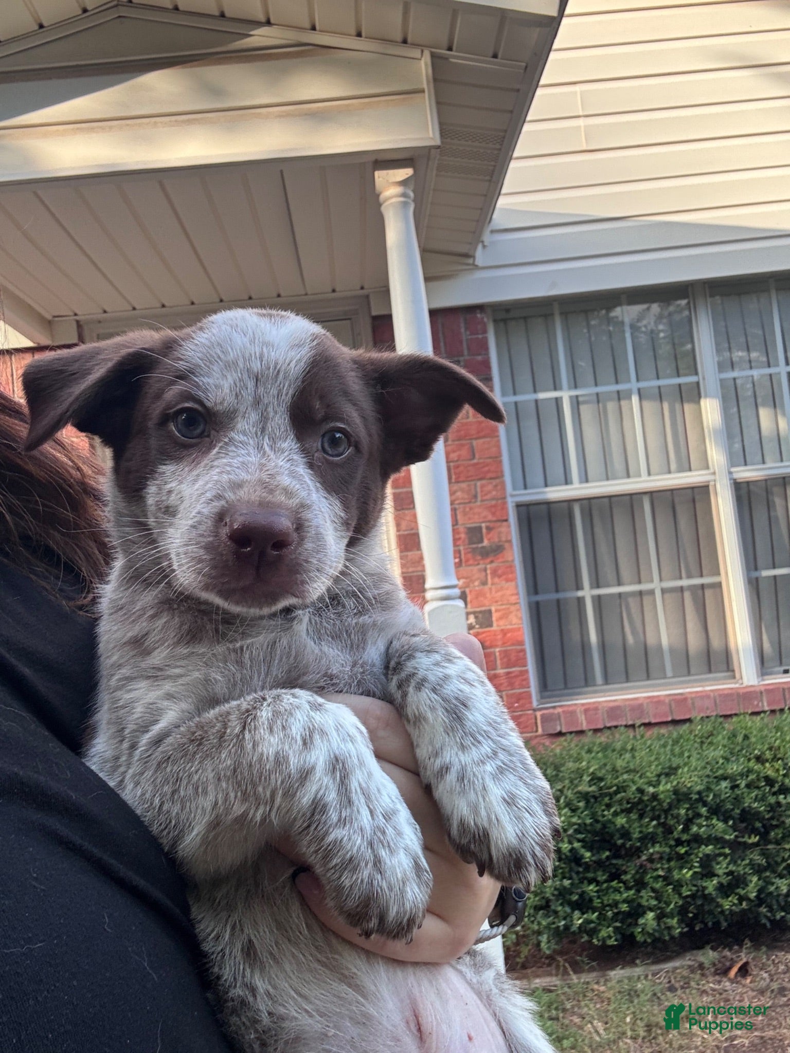 Mixed Breed dogs Blue Collar - Ad 25
