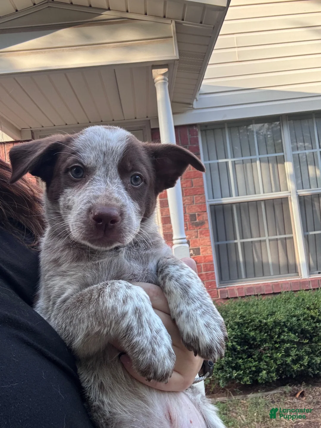 Mixed Breed dogs for sale: Blue Collar - Ad 1