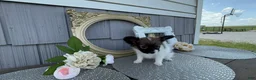 Papillon dogs for sale: Meadow - Ad 4