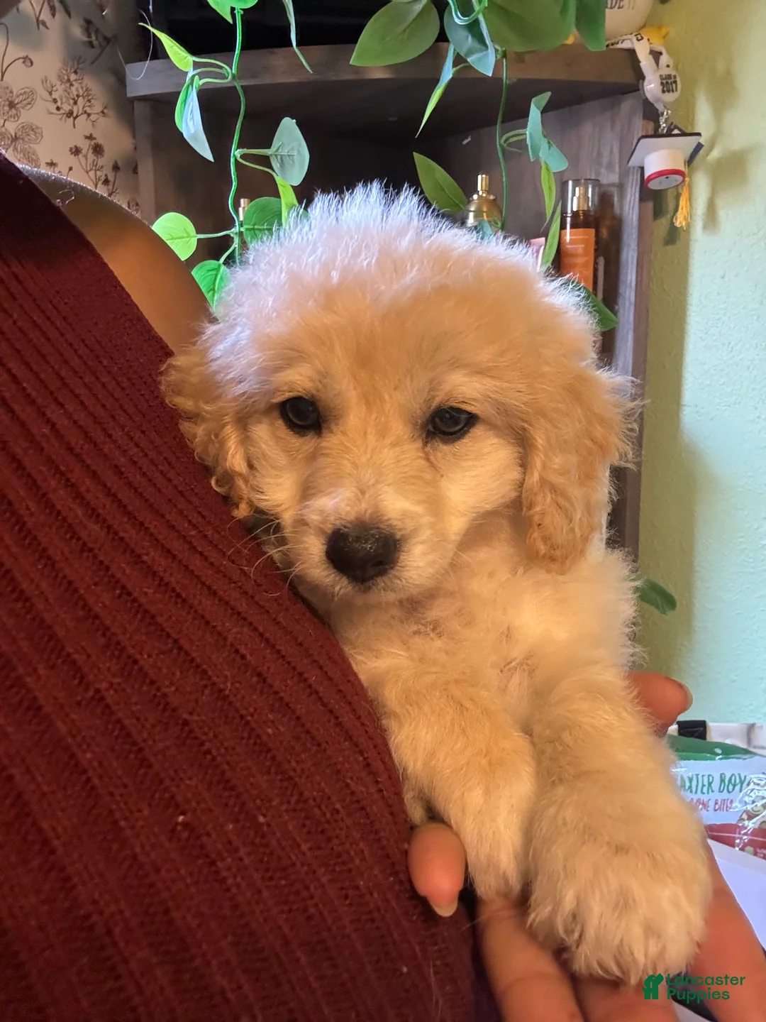 Maltipoo dogs for sale: Kona - Ad 1