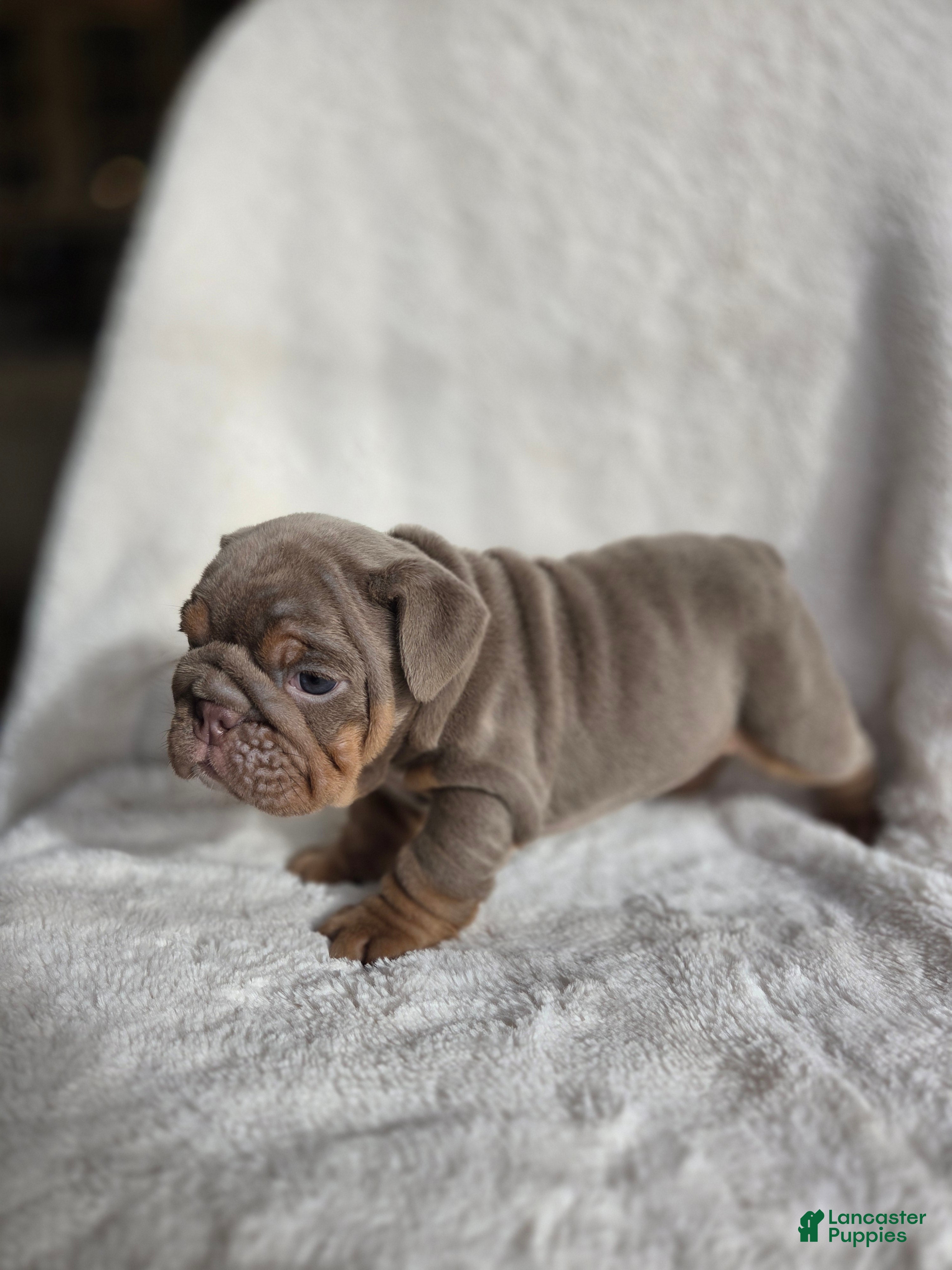 English Bulldog dogs Tiana - Ad 12