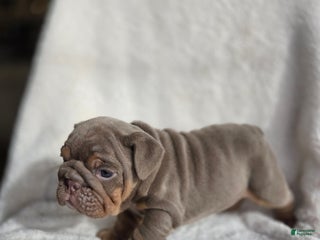 English Bulldog dogs Tiana - Ad 12