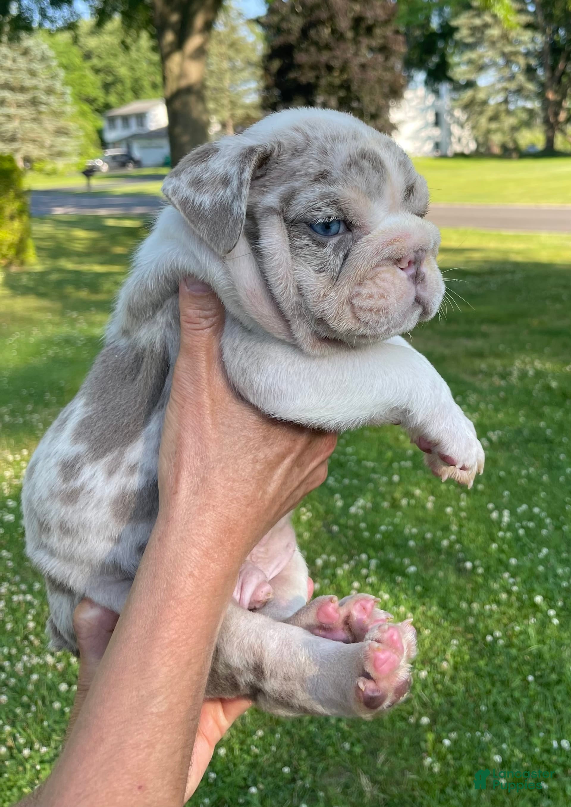 Blue Merle English Bulldog Puppies For Sell Kijiji English Bulldog