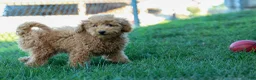 Mini Goldendoodle dogs for sale: MAX - Ad 8
