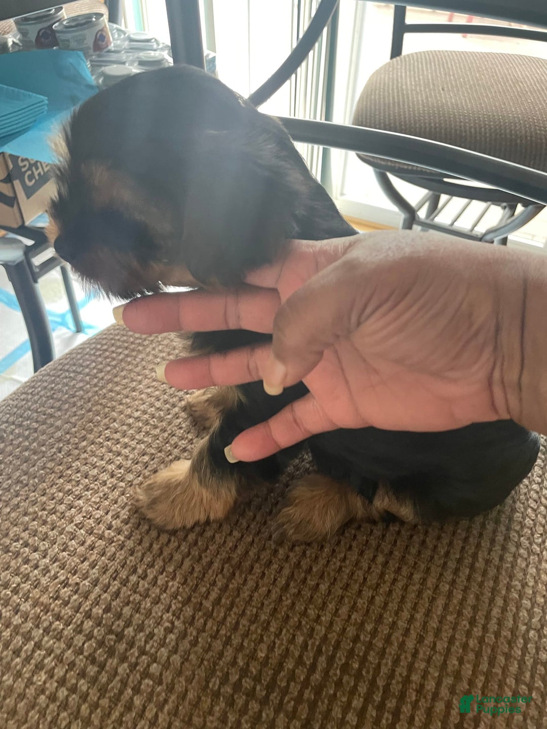 Yorkshire Terrier dogs for sale: Pet 1 - Ad 2