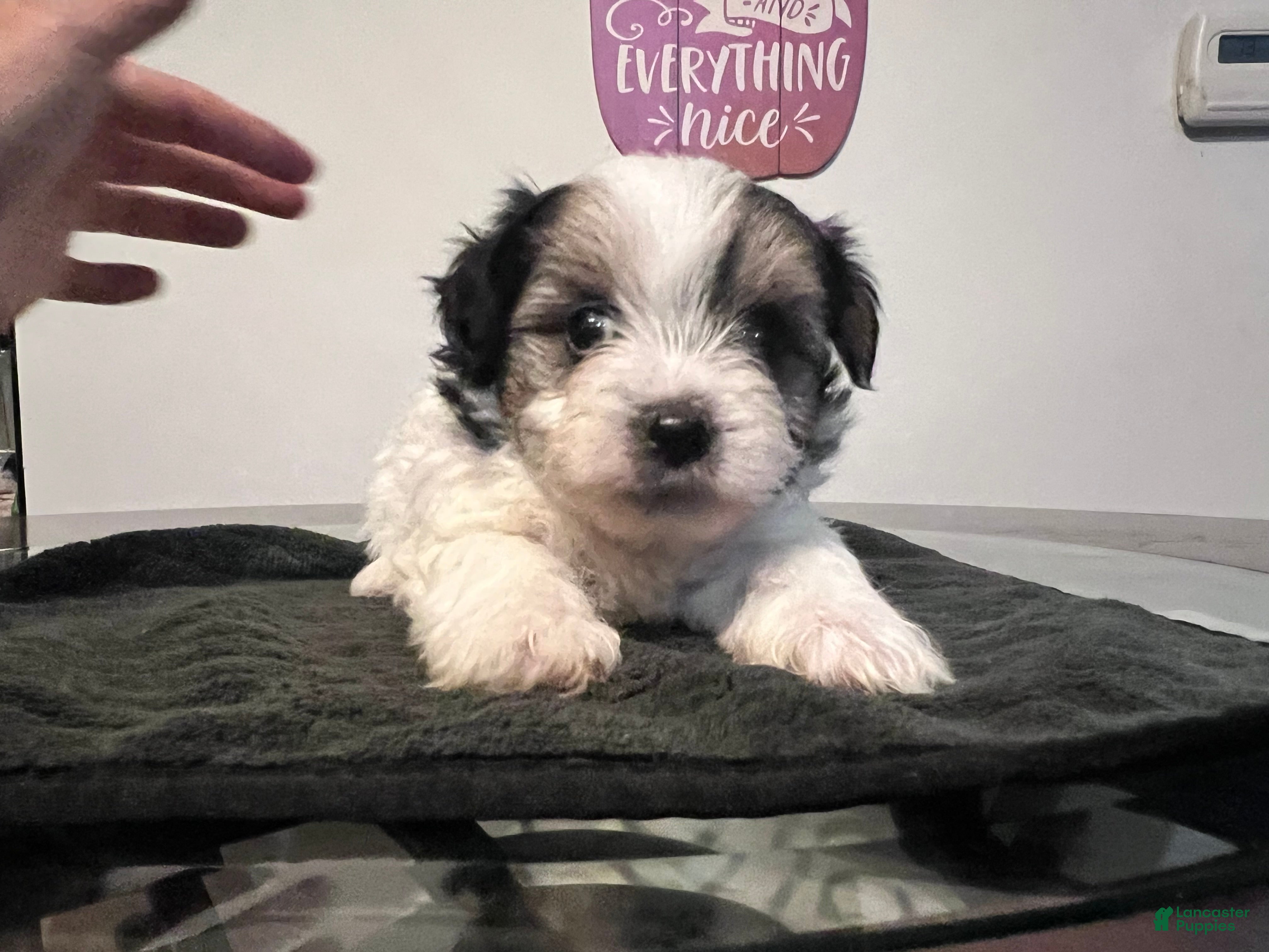 Yorkiepoo dogs for sale: Charlie  - Ad 19