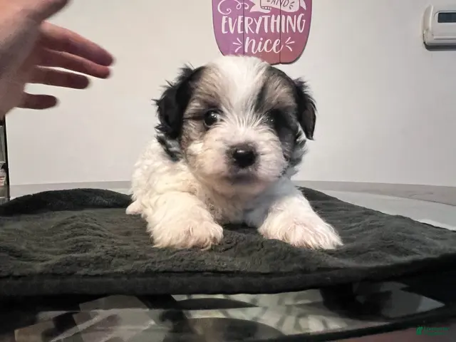 Yorkiepoo dogs for sale: Charlie - Ad 19