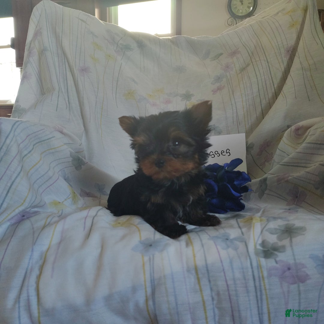 Yorkshire Terrier dogs for sale: Mr. Kisses - Ad 3