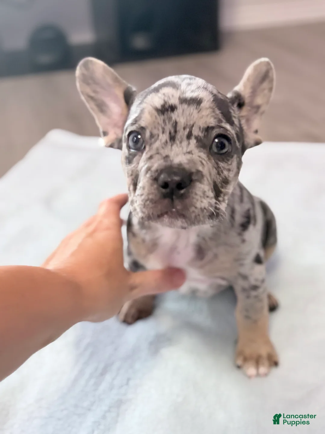 French Bulldog dogs for sale: French Bulldog 2- Diesel  - Ad 2