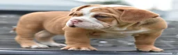 Mixed Breed dogs for sale: Hercules Bulldog hybrid  - Ad 12