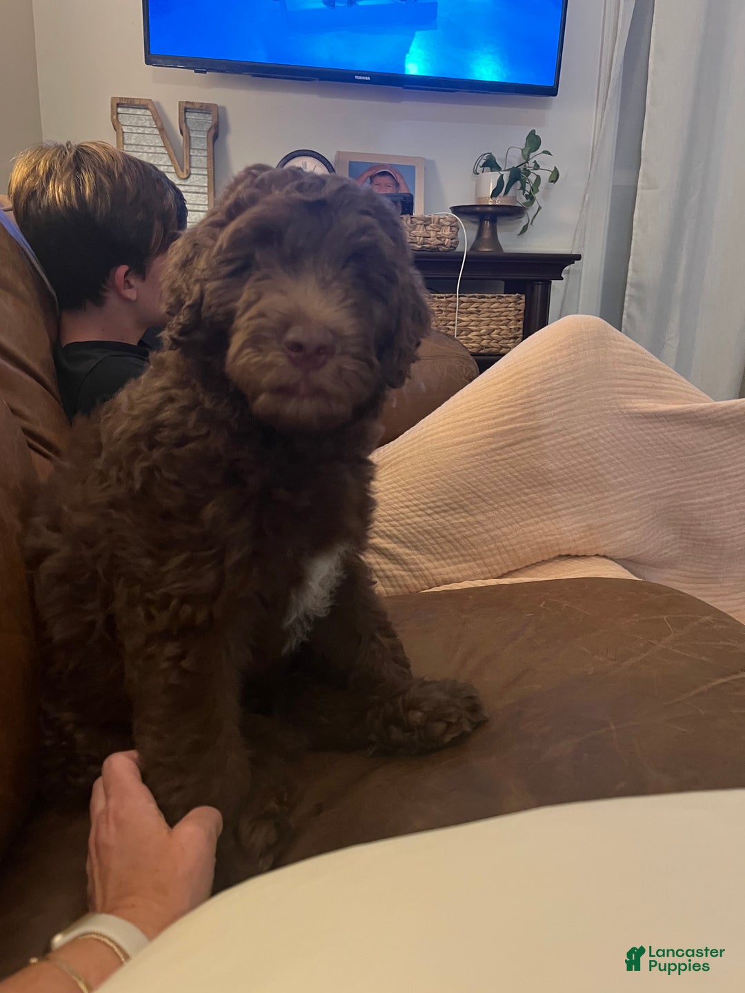 Mixed Breed dogs for sale: Doubledoodle Male Puppy - Ad 5