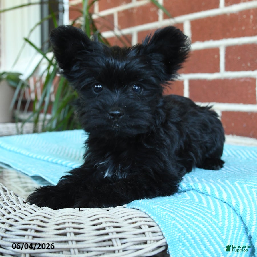 Yorkshire Terrier dogs Luna - Ad 1
