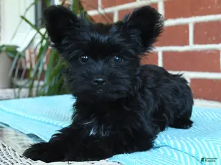 Yorkshire Terrier dogs for sale: Luna - Ad 4