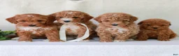 Mini Goldendoodle dogs for sale: Kimber  - Ad 5