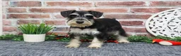 Miniature Schnauzer dogs for sale: Azriel  - Ad 4