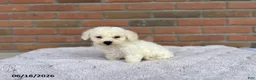 Bichon Frise dogs for sale: Rex - Ad 1