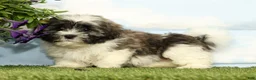 Lhasa Apso dogs for sale: Kimberly - Ad 1