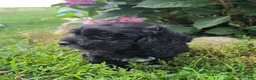 Shihpoo dogs for sale: Wyatt - Ad 7