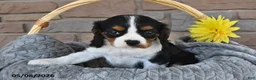 Cavalier King Charles Spaniel dogs for sale: Ranger - Ad 1