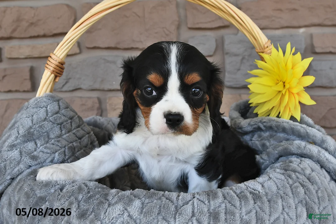 Cavalier King Charles Spaniel dogs for sale: Ranger - Ad 1