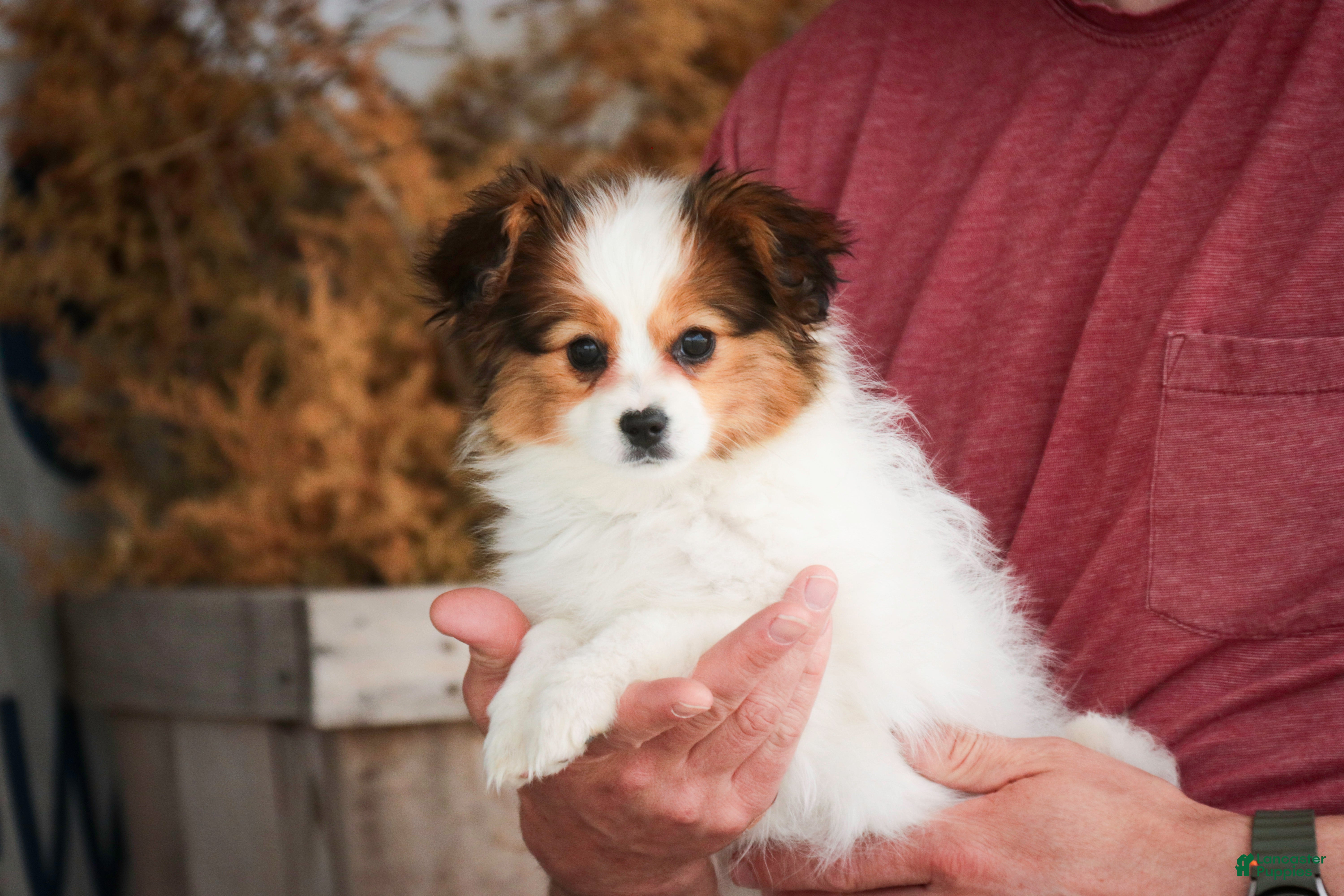 Papillon dogs Lottie - Ad 1
