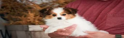 Papillon dogs for sale: Lottie - Ad 1