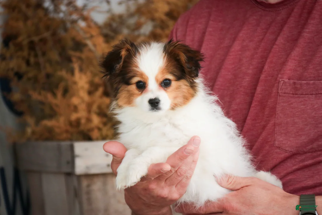 Papillon dogs for sale: Lottie - Ad 1