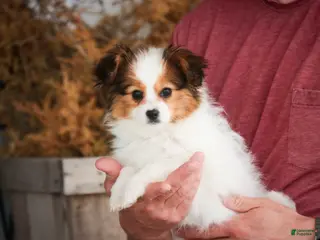 Papillon dogs for sale: Lottie - Ad 4