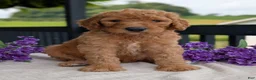 Goldendoodle dogs for sale: Parker - Ad 8