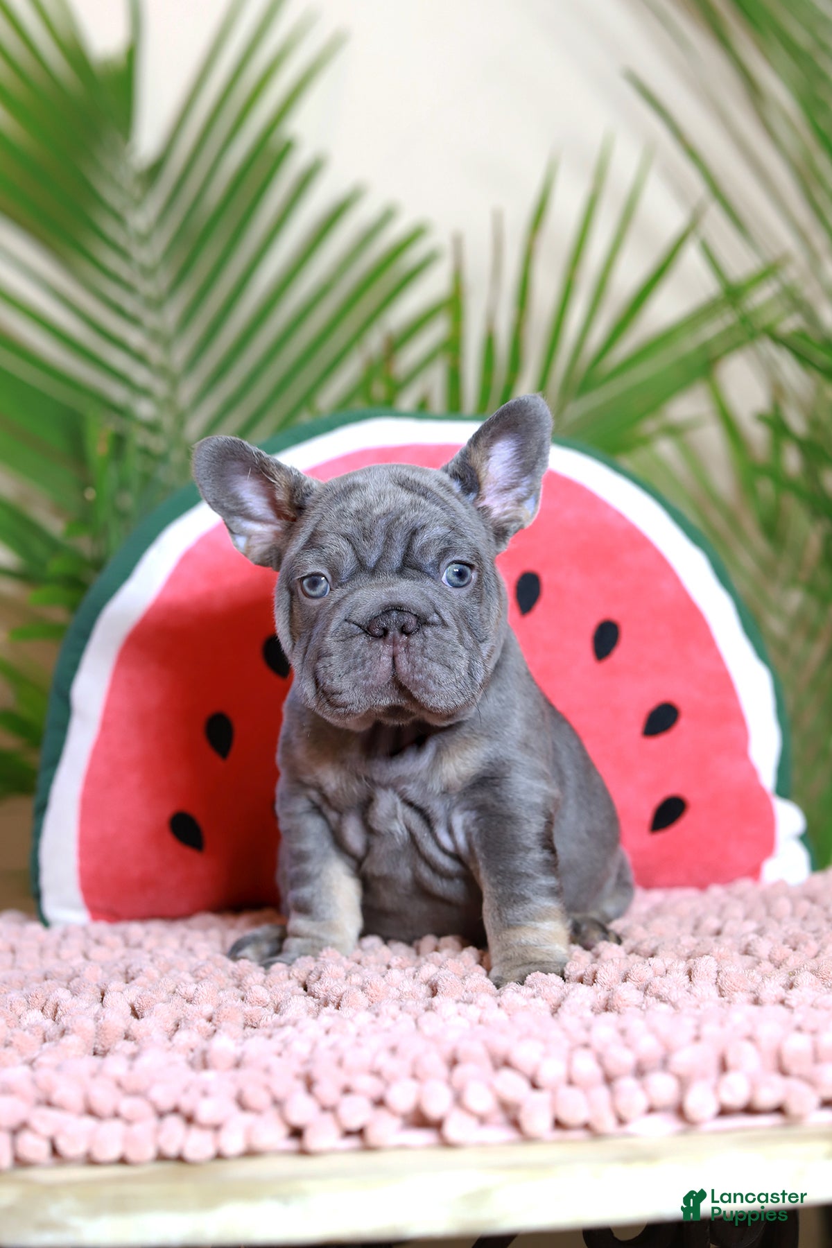 French Bulldog dogs Ralf  - Ad 1