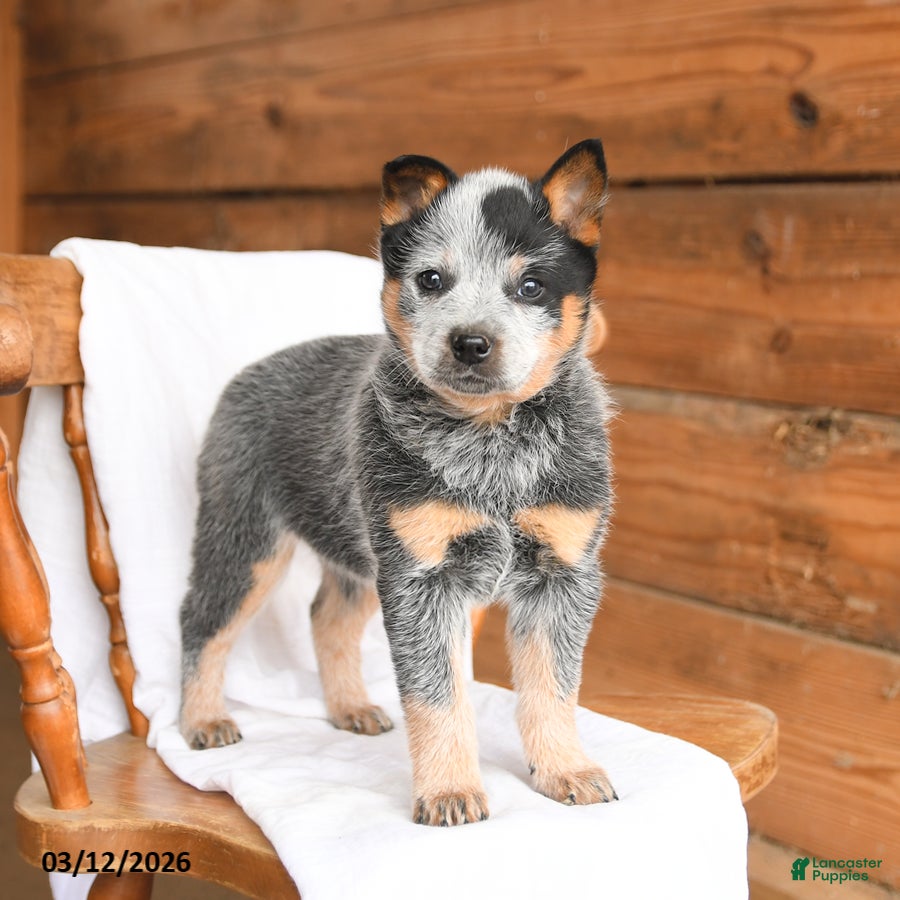 Australian Cattle Dog dogs Hailey - Ad 1
